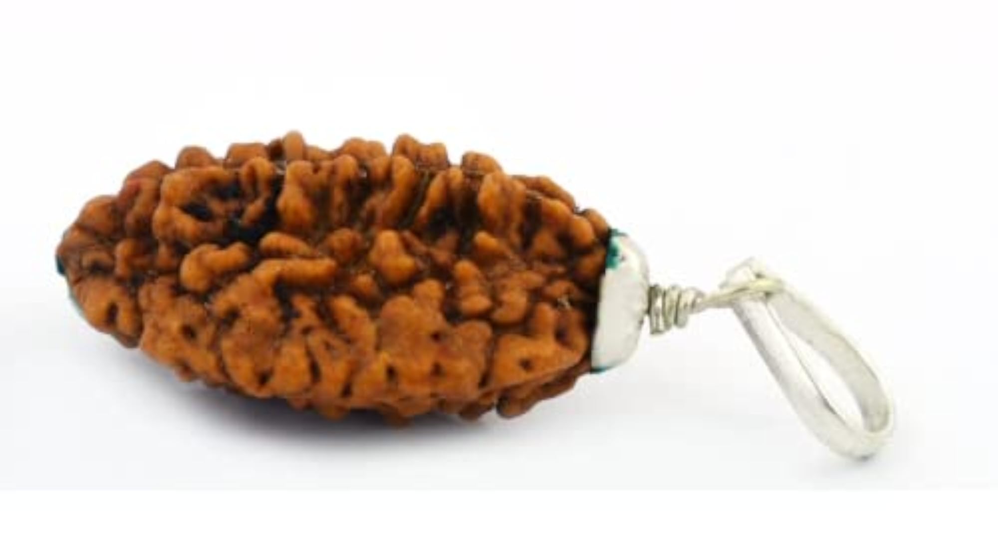 Do Mukhi Rudraksha Original Two Mukhi Rudraksha