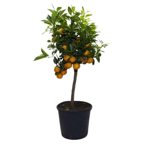 Mandarino Natural Cultiva tu Propio Huerto Cítrico en Casa - Árbol Frutal