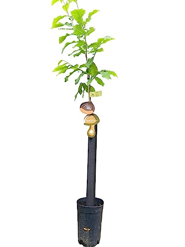 Árbol Frutal castaño. Produce castañas grandes y setas. Altura 1-1,20m. Maceta 3,5 litros. Castaño variedad Marigoule, micorrizado productor de setas (Boletus edulis). Resistencia Tinta