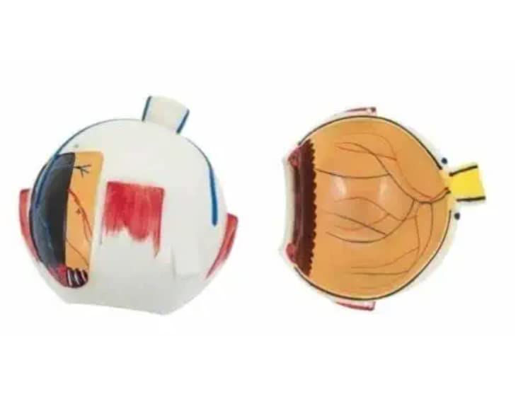 Premium Human Eye Model with Dissectible Eye Ball 7 Parts can Enlarged 5 Times