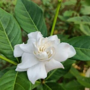 Image of Gardenia Gandharaj Live Plant with Pot | Fragrant White Flowering Plant for Home Garden Balcony Terrace | Natural Air-Purifying Ornamental Plant | Indoor Outdoor Decorative Plant ? Pack of 1