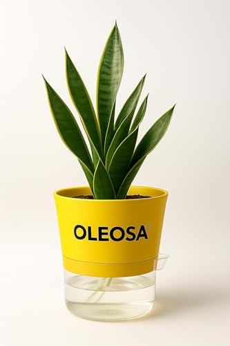 Nurturing Earth Snake Plant (Sansevieria) – Self Water Pot | Green Leaves Indoor Air Purifying Plant | NASA Approved Easy Maintenance Plant for Home & Office (Pack of 2 Plants)