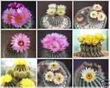 Notocactus mezcla de variedades de semillas Mixta Raras Parodia Cactus Cactus Floración 1000 Semillas