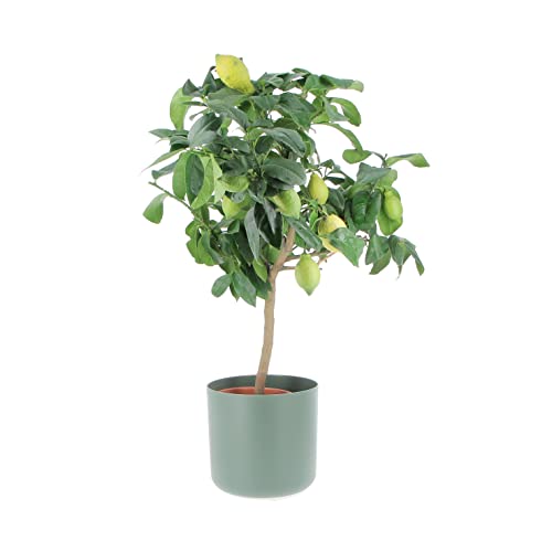 KENTIS - Limonero - Citrus Limon - Plantas Frutales de Exterior - Cítricos Para Balcón - H 70-80 cm Maceta Ø 20 cm