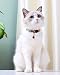 TagME 2er Pack Katzenhalsband mit Namen und Telefonnummer, Katzenhalsband mit Sicherheitsverschluss und glöckchen, 18-31 cm für Katzen, Orange