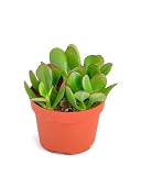 Shop Succulents Jade Succulent Plant, Crassula Ovata Fully Rooted Live 4" Succulent Plant, Low Maintenance Indoor Plant, Hardy Succulents, Hard to Kill Plants, Wedding and Party Favors, Gift & Garden