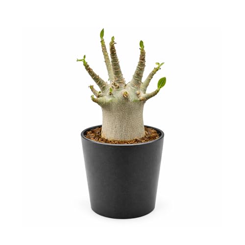 Rare Adenium Arabicum Godji Live Plant Desert Rose Succulent Thick Caudex Bonsai Plant Drought Tolerant Exotic Houseplant