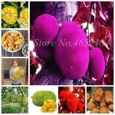 GREENLIVE TRADERS PINK JACK FRUIT PLANTS THAI VARIETY