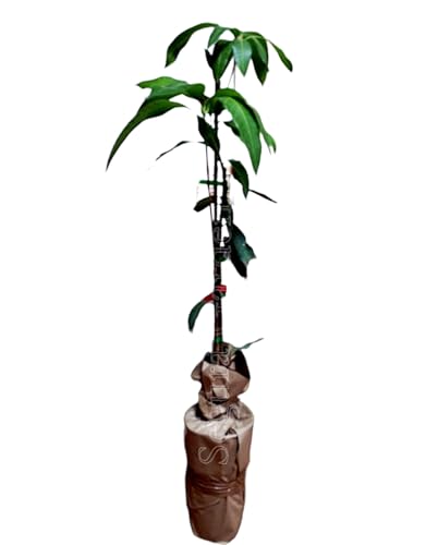 Planta de Mango 2 años, arbol de variedad injertado. Grande 150 C...