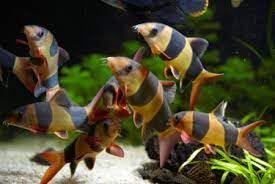 Santboz Clown Loach 3.5&ndash;4.0&rdquo; &ndash; Live Freshwater Aquarium Fish (Chromobotia macracanthus...