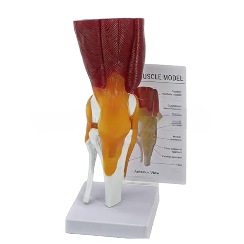 Modèle d'articulation du genou humain mobile avec ligaments didactiques intégrés - 5