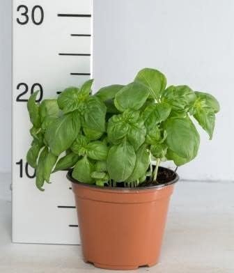 Pianta di Basilico su Vaso cm 14 in Confezione da 1 Pianta Verde