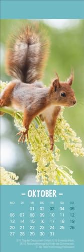 Eichhörnchen Lesezeichen & Kalender 2025: Süße kleine Aufmerksamkeit zu Weihnachten für Tierfreunde: Niedliche Eichhörnchenfotos, praktischer kleiner ... in einem! (Lesezeichen & Kalender Heye)