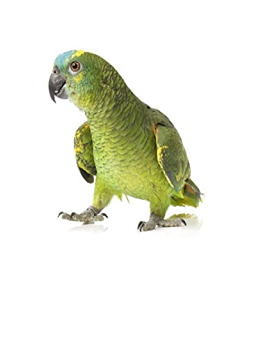 Petorina para loros amazonas que evita tirones gracias a su cuello elástico negro 2