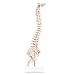 LYOU Mini Spine Anatomy Model, Human Spine Model, Spine Model, 17.7 Inch Mini Spine Model with Spinal Nerves, Pelvis, Femur, Mounted on Base