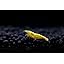 Yellow Goldenback Shrimp