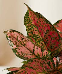 JooGTooK Aglaonema Aurora Aglaonema Lipstick Plant - Plant Aglaonema Aurora Aglaonema Lipstick Chinese Evergreen Plant Red-image-11