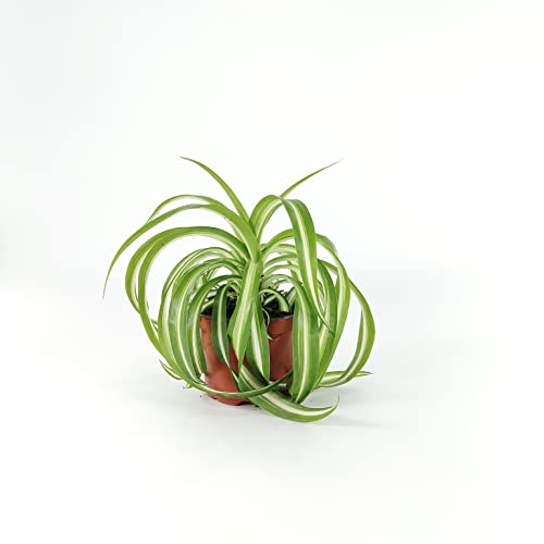Chlorophytum Bonnie Caribbean Houseplant in a 10-12cm Pot. Curly Spider Plant