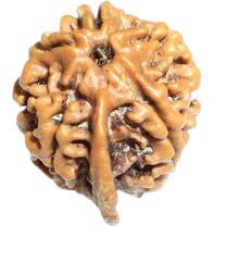 The Gallery of Gemstone Premium Ganesh Rudraksha Indonesia Beads by Lab CertifiedCertified