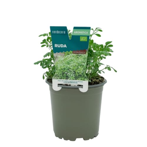 Verdecora Ruda en maceta Ø11cm | Ruta graveolens | Planta de Interior y Exterior | Hojas Aromáticas y Medicinales | Ideal para Jardinería y Decoración