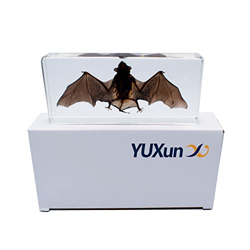 Large Taxidermy Real Bat Specimens Animal Specimen In Resin For Science Classroom Science Education Large (5.5X2.5X0.7 Inch) #TOP4