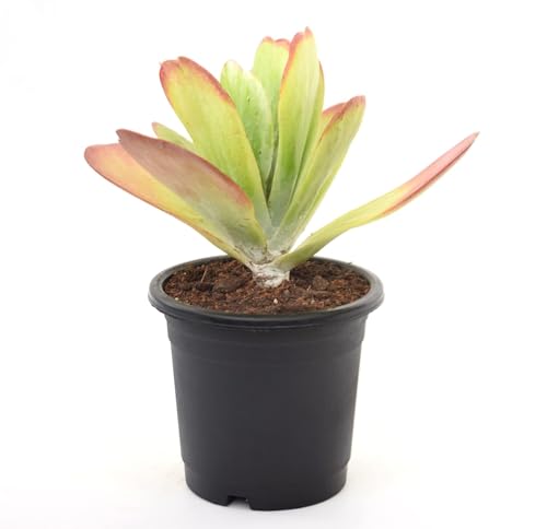 Image of Kalanchoe Flapjacks Live Plant with Pot | Rare Paddle Plant with Colorful Leaves | Low-Maintenance Indoor-Outdoor Succulent for Home & Office Decor | Fresh Healthy Plant