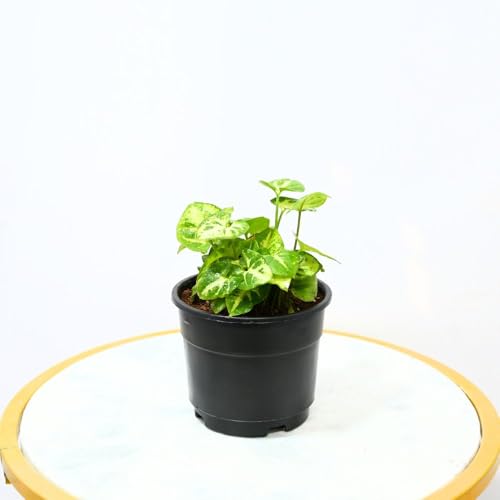 Nayra Live Syngonium Plant Indoor Plant with Black nursery Pot |Small Plant With Pot