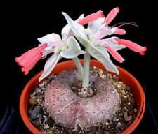 50pcs red Sinningia leucotricha Plant Seeds Generic