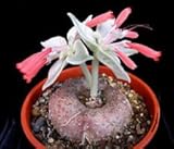 rare caudex plant Suitable for all sandels Seeds leucotricha Sinningia @ Rare Caudex Sementi delle piante 10 Semi