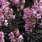 Amazon 耐寒性 多年草 キンギョソウ 金魚草 ブロンズドラゴン 2株セット カラーリーフ 寄せ植え 花