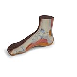 3B Scientific Fußmodell normaler Fuß, dunkle Hautfarbe - 3B Smart Anatomy