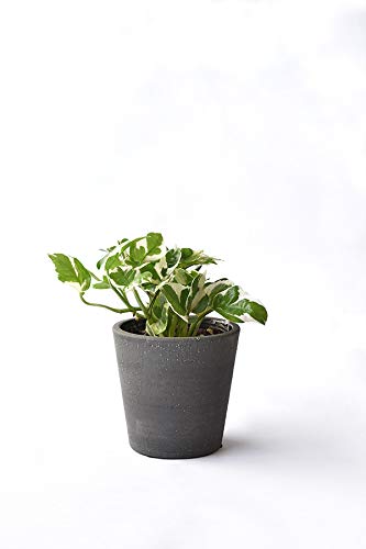 観葉植物 ポット 鉢の人気商品 通販 価格比較 価格 Com