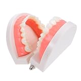 CLISPEED Zahnmodell für Realistische Zahnanatomie Lernmodell Langlebig Kunststoff Pädagogisches Mundmodell Kindergarten Oralhygiene Unterricht