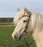 Busse