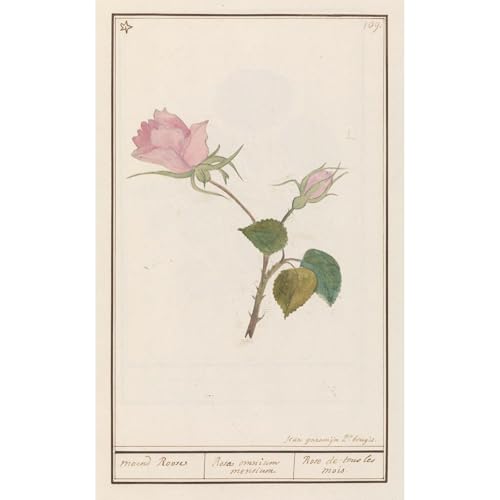 ArtDirect Roos (Rosa) maend Roose Rose of all months Rose of tous les mois (1596-1610) Unframed Art Print Giclee Poster by Anselmus Boëtius de Boodt - Ready for Framing with Customization Sizes 6x10, 9x14, 12x20, 22x36, 30x48 and 37x60 inches