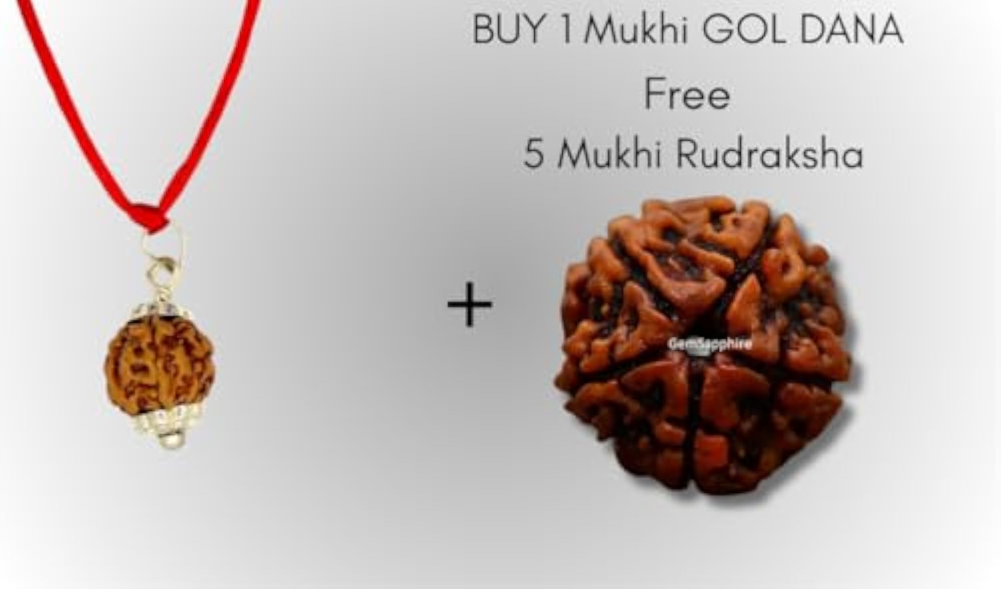1 Mukhi Rudraksha Gol Dana with Silver Pendant