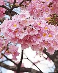 Amazon.com : Generic 100pcs Jacaranda Flower Seeds Pink : Patio
