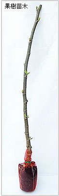 Amazon.co.jp: いちじく(イチジク)苗木 ビオレソリエスの苗木 13.5cm