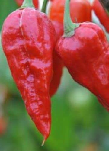 5X Dorset Ghost Chilli Pepper Useful to Garden and Outdoor Easy to Use