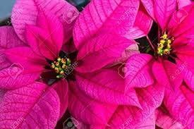 Poinsettia live plant pink (pack of 1) (B0CNTMX334) Amazon Price History, Amazon Price Tracker