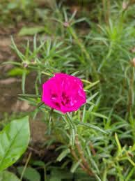 Rrk Bud Rose plant/Cypress Portulaca Grandiflora/Purslane Live Plant pack of 5 (B0CSW6FH5B) Amazon Price History, Amazon Price Tracker