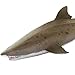 Safari Ltd. Sand Tiger Shark Figurine - Detailed 6.5