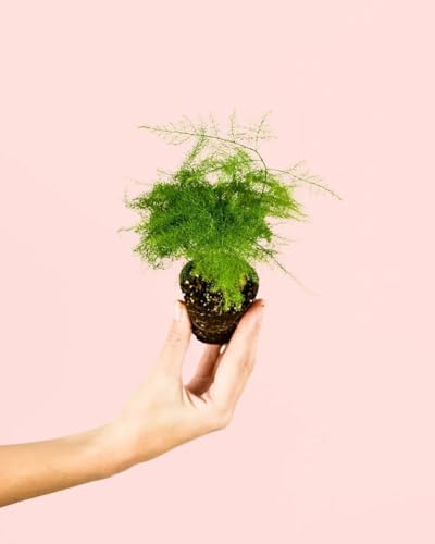 PUR PLANT Asparagus Plumosus Mini | Planta Natural De Interior Resistente y Purificadora | Ideal Para Terrarios o Espacios Pequeños | Verde Suave y Ligera | Maceta De Ø5 cm