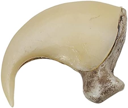 Mountain Lion Claw (6.5cm) (Museum Quality Replica)