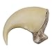 Skulls Unlimited Mountain Lion Claw (6.5cm) (Museum Quality Replica)