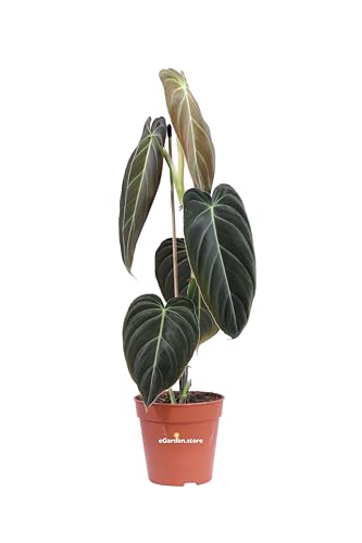 Pianta di Philodendron Melanochrysum Pianta di Filodendro pianta tropicale pianta ornamentale pianta da arredo interno pianta vera di Philodendron Melanochrysum venduta da eGarden.store