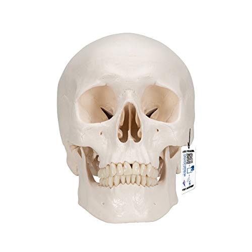 3B Scientific A20/9 Classic Skull w/ Brain 5-part - 3B Smart Anatomy