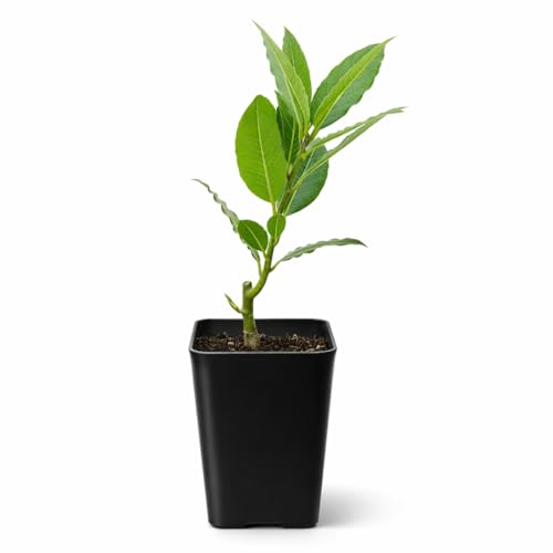 My Shelfie Bay Laurel Plant (Laurus nobilis) 2.5-Inch Live Culinary Herb for Kitchen Herb Garden Indoor Windowsill Growing Mediterranean Bay Leaf Tree Starter (1)