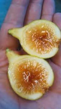 Pingo de Mel Fig Tree Live Plant – Rare Collector Fig – Sweet Dark Purple Figs – Ficus carica Edible Fruit Tree – Patio & Garden Plant