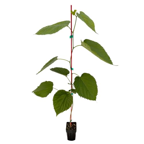 Pakistani Mulberry Tree - 1 Plant - Edible Fruit Tree